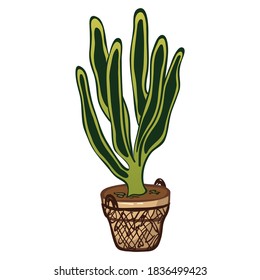 Vector hand drawn illustration of tropical houseplant. A member of the plant family Cactaceae in a pot/vase with wicker decoration for interior design, card, website, plant magazine, shop, banner
