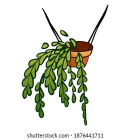 Vector hand drawn illustration of tropical houseplant growing in hanging red pot. Cute small exotic leaves dangling from a pot. For interior design, card, website, plant magazine, shop, banner