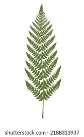 Ilustración de hoja de helecho tropical aislada en blanco. Concepto de planta mística. Elemento decorativo para el diseño