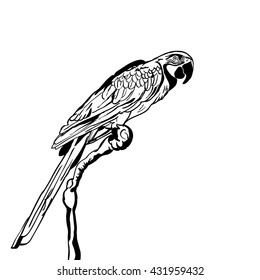 Vector hand drawn illustration of tropical parrot bird. Isolated monochrome sketch of parrot on branch. Design element for print, label, package, background.