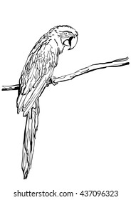 Vector hand drawn illustration of tropical ara parrot. Isolated monochrome parrot bird on branch. Black and white sketch. Design element for print, label, package, background.