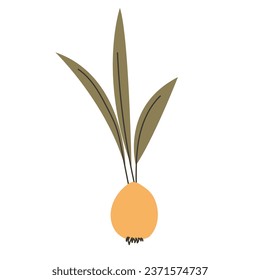 Ilustración dibujada por la mano del vector de una bombilla de tulipán. Dibujo vectorial de crocus azafrán - flor de bulbo. Ilustración botánica vectorial sobre fondo blanco