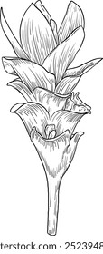 Vector hand drawn illustration of Turmeric. Herbs and spices. Trendy botanical element. Sketch cosmetic herbs. Culinary line art.