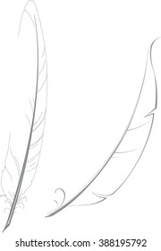 Vector hand drawn illustration of two feathers for writing.
