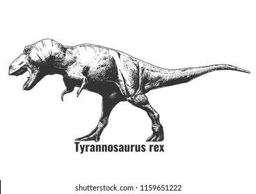 Vector hand drawn illustration of Tyrannosaurus rex in vintage engraved style. 