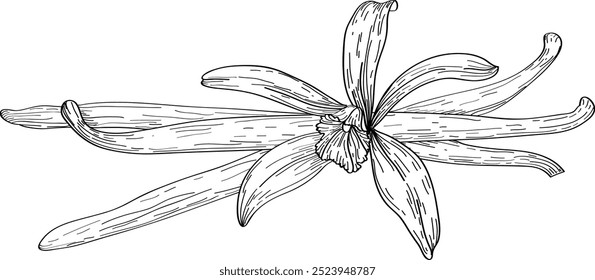 Vector hand drawn illustration of Vanilla. Herbs and spices. Trendy botanical element. Sketch cosmetic herbs. Culinary line art.