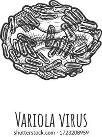 Vector hand drawn illustration of variola virus in vintage engraved style. Isolated on white background.