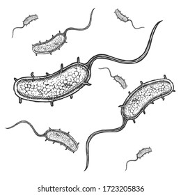 Vector hand drawn illustration of vibrio cholerae in vintage engraved style. Isolated on white background.