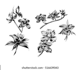 Vector hand drawn illustration . Vintage engraved style. Botanical art 
