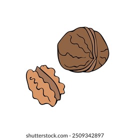 Vector hand drawn illustration of a walnut and a nut in a shell. Color clip art, outline drawing isolated on white background in doodle flat style.