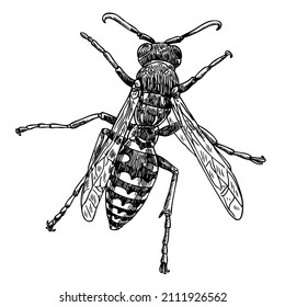 vector hand drawn illustration of Wasp
