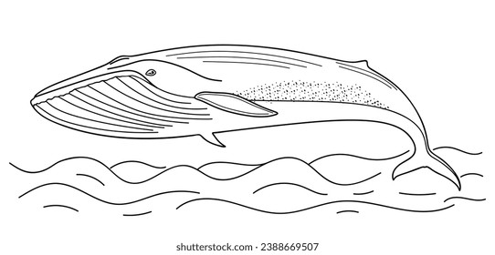 Ilustración de ballena dibujada a mano por vectores. Mamífero acuático en forma de doodle. Esbozo de agua con una ballena aislada sobre fondo blanco. Mamífero marino al estilo de arte de Line. Ilustración del vector