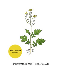 Vector hand drawn illustration of White mustard plant, Sinapis alba. Line drawing.