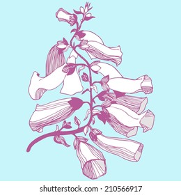 Vector hand drawn illustration with white and pink bell flower. Isolated.