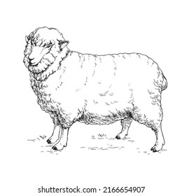 Vector hand drawn illustration of a white sheep staying on the ground. Sketch of ewe isolated on white.