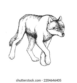 Vector hand drawn illustration of wolf isolated on white. Sketch of wild animal in engraving style.