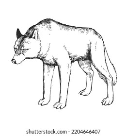 Ilustración hecha a mano por vectores del lobo aislado en blanco. Esbozo de animales salvajes con estilo de grabado.