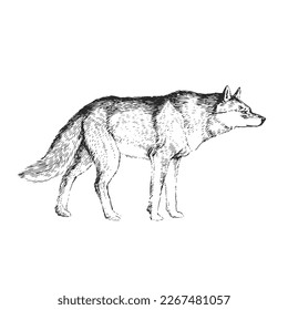 Vector hand drawn illustration of wolf isolated on white. Sketch of wild animal in engraving style.