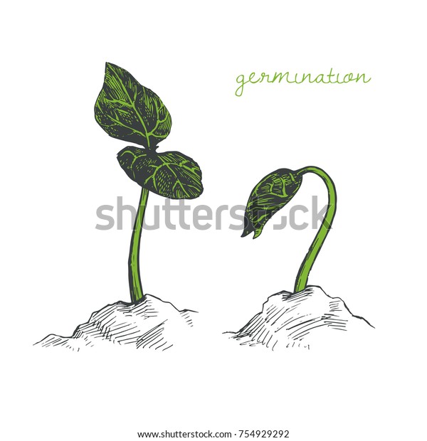成長の段階が異なるベクター手描きの新芽とイラスト 白い背景に植物のスケッチ のベクター画像素材 ロイヤリティフリー
