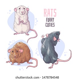 Vector hand drawn illustrations. Cute realistic rat. Each object can be changed and moved for your design.