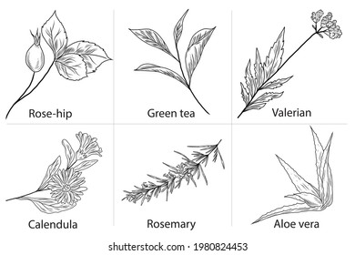 Vector hand drawn illustrations of rose-hip, green tea leaves, valerian plant, calendula flower, rosemary, aloe vera. Floral collection