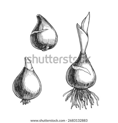 Vector hand drawn illustrations of stages of a tulip bulb germination. Black and white sketch of bulbous plant.