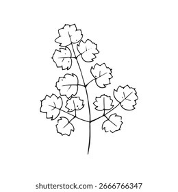 Vector hand drawn illustrations of wild herbs. Includes plantain, milk thistle and some wild herbs. Suitable for botanical projects, packaging, printed materials and design elements.