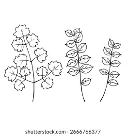 Vector hand drawn illustrations of wild herbs. Includes plantain, milk thistle and some wild herbs. Suitable for botanical projects, packaging, printed materials and design elements.