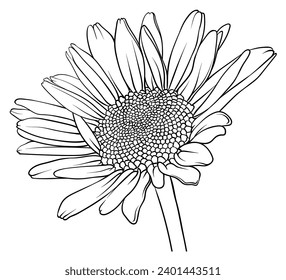 vector hand drawn image of a daisy. chamomile flower line drawing