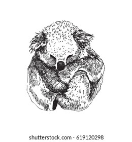 Vector hand drawn image of koala. Graphic black and white illustration. Rough sketch of koala (Phascolarctos cinereus)