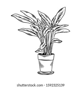 Vector hand drawn indoor plant