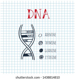 Vector hand drawn infographic of DNA structure.  Medicine and science . Conceptual illustration