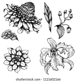 Vector hand drawn ink illustration. Set with various kinds of exotic flowers. Monochrome illustration isolated on white background