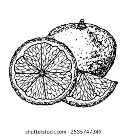 Ilustração de tinta desenhada à mão vetor de fatias de citrinos tangerina para o verão, desenhos tropicais, decoração de cozinha, embalagem de alimentos, bebidas, impressões de Natal, frutas da fazenda Clipart para menu de café e cartão de coquetel