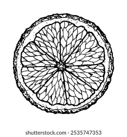 Vector hand drawn ink illustration of tangerine citrus slices for summer, tropical designs, kitchen decor, food packaging, drinks, Christmas prints, farm fruits Clipart for cafe menu and cocktail card