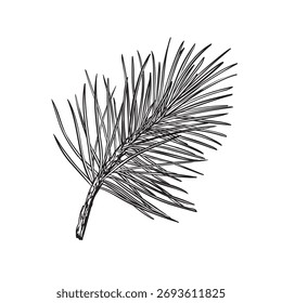 Vector dibujado a mano estilo de ilustración de tinta detallada rama de pino aislado sobre fondo blanco