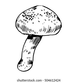 vector hand drawn ink illustration of mushroom from the forest