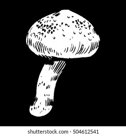 vector hand drawn ink illustration of mushroom from the forest