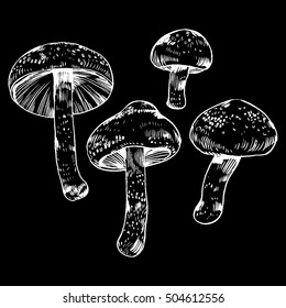 vector hand drawn ink illustration of mushroom from the forest