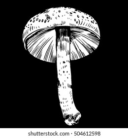 vector hand drawn ink illustration of mushroom from the forest