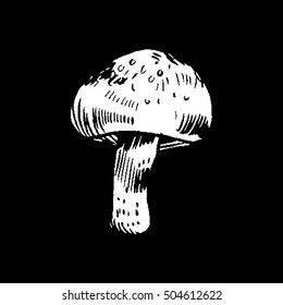 vector hand drawn ink illustration of mushroom from the forest