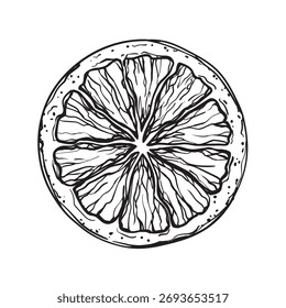 Vector dibujado a mano estilo de tinta ilustración naranja detallada aislado sobre fondo blanco