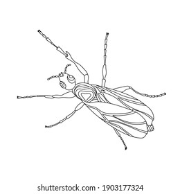 Vector hand drawn insect fly. Illustration on the theme of wildlife, dangerous animals, parasites. Coloring antistress