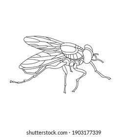 Vector hand drawn insect fly. Illustration on the theme of wildlife, dangerous animals, parasites. Coloring antistress