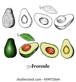 Vector hand drawn isolated avocado. Colored and black line avocado