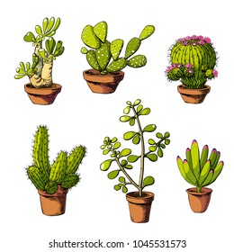 Vector hand drawn isolated cactus and succulents set. Cute green cactus in flower pots.