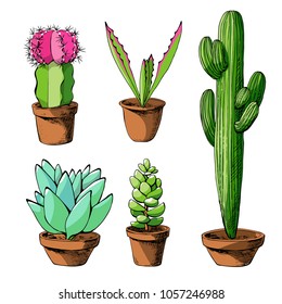 Vector hand drawn isolated cactus and succulents set. Cute green cactus in flower pots.