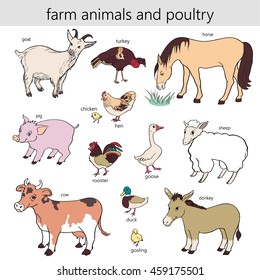Vector hand drawn isolated colorful farm animals and poultry illustration