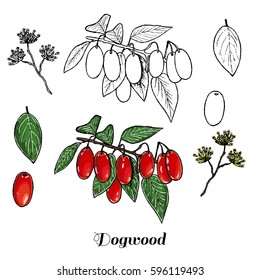 Vector hand drawn isolated dogwood. Colored and black line dogwood