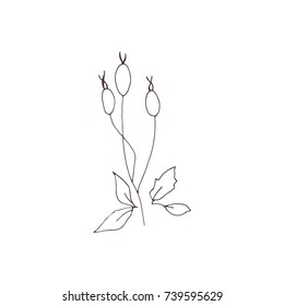 Vector hand drawn isolated floral elements, branches with berries. Simple modern design, scandinavian style. For holiday cards, decorations, templates. Part of a large winter collection.